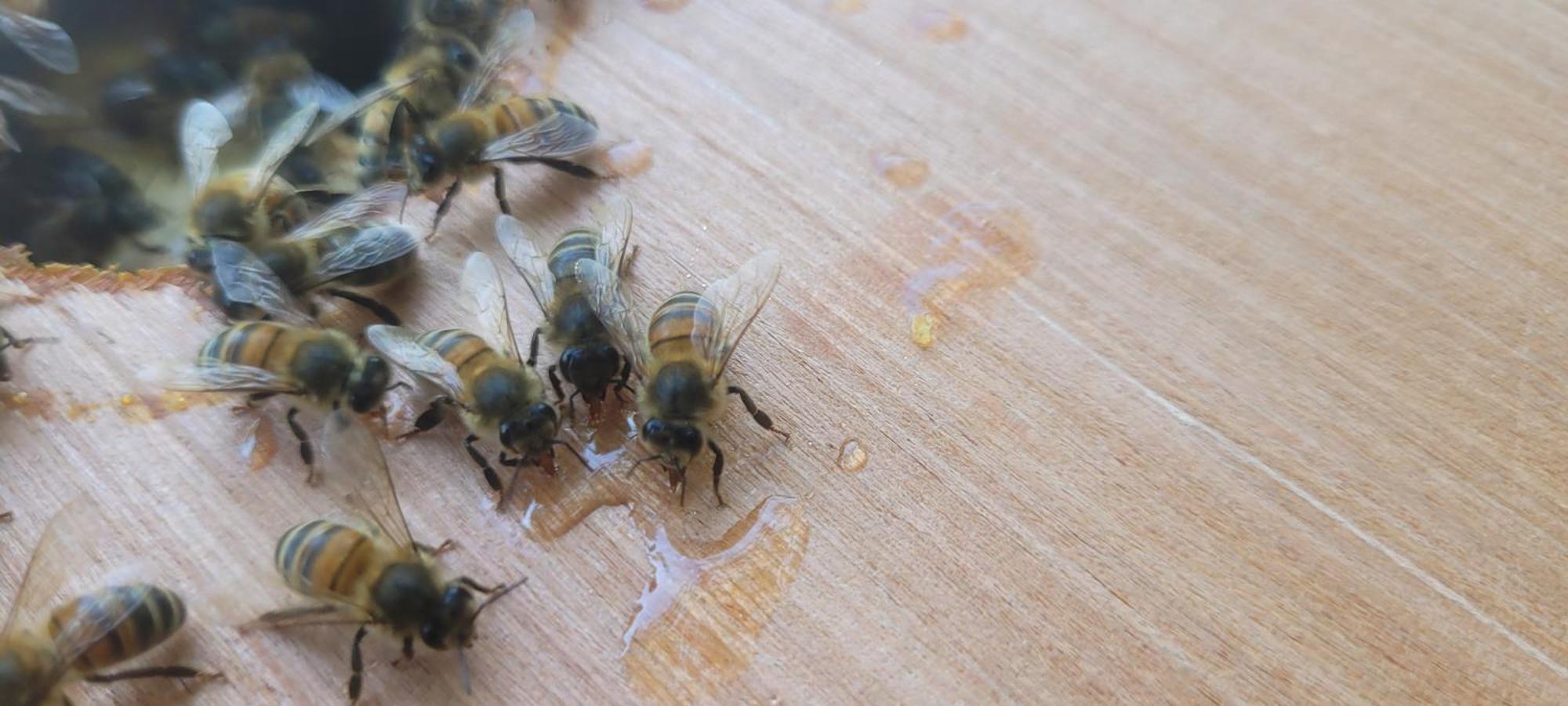 La Maison De L'Abeille De Percey Longeau-Percey Εξωτερικό φωτογραφία